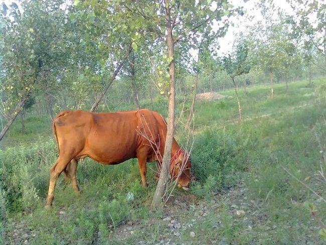 80年代的农民和他的老黄牛