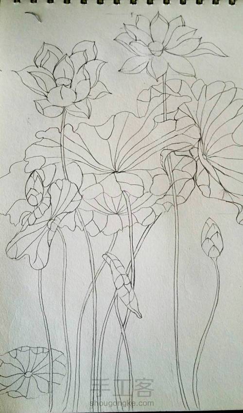 中国风铅笔彩绘荷花
