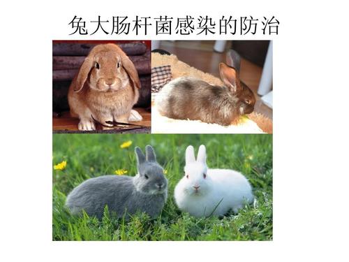 兔大肠杆菌感染的防治ppt