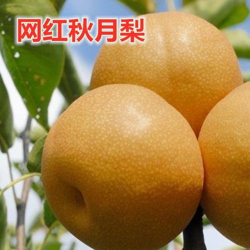秋月梨的品种介绍,秋月梨树苗的价格,图片,种植技术--苗艺农场
