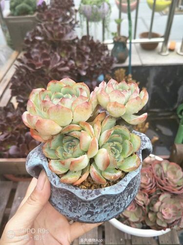 家有鲜肉精         一棵水莲一个月的变化
