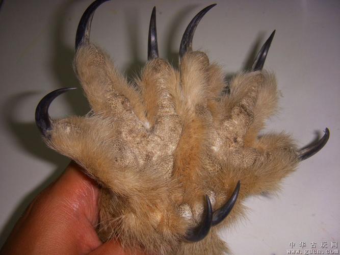 一对鹰爪(辟邪神器)