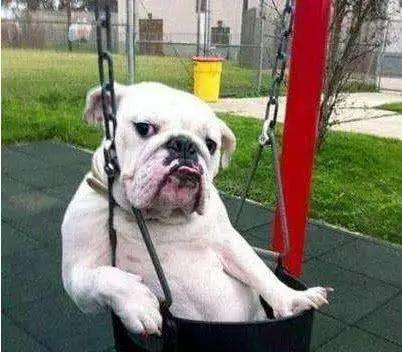 搞笑趣图:闲来无事,带上我的宠物上街溜达溜达