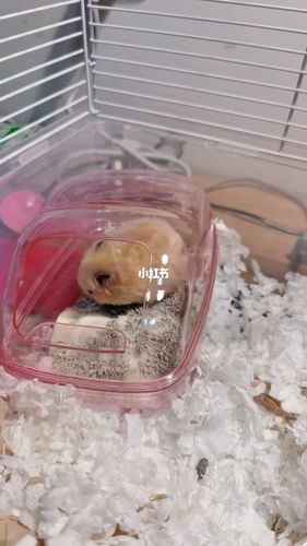 今天把仓鼠的浴沙换成了尿砂,有点纠结_仓鼠_宠物