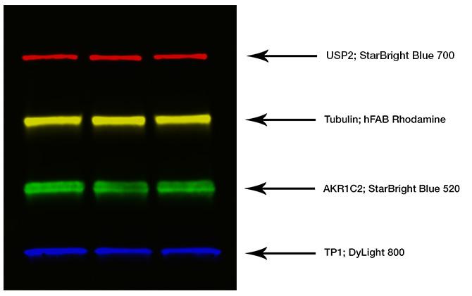 multiplex fluorescent western blotting