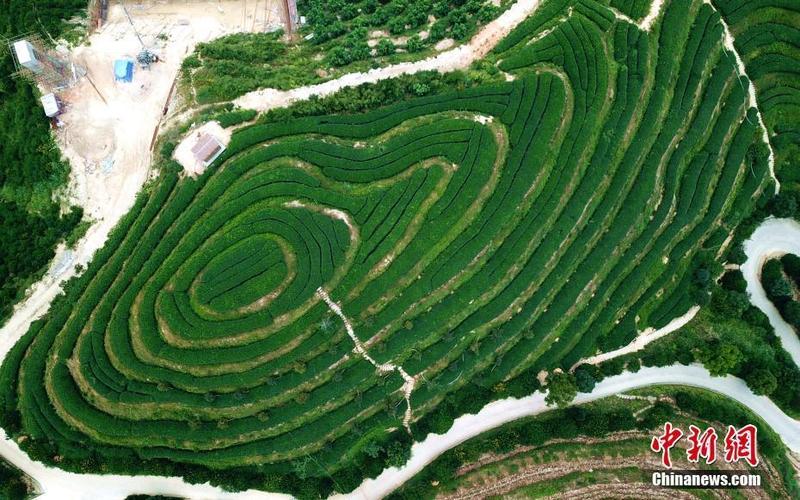 航拍福建平和壮观的茶山梯田