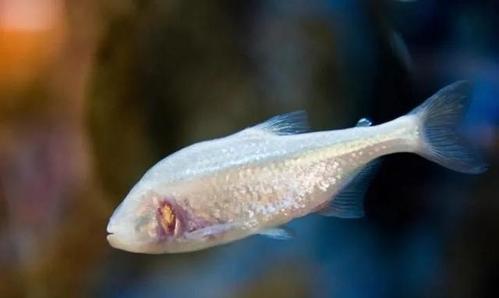 墨西哥脂鲤(astyanax mexicanus)