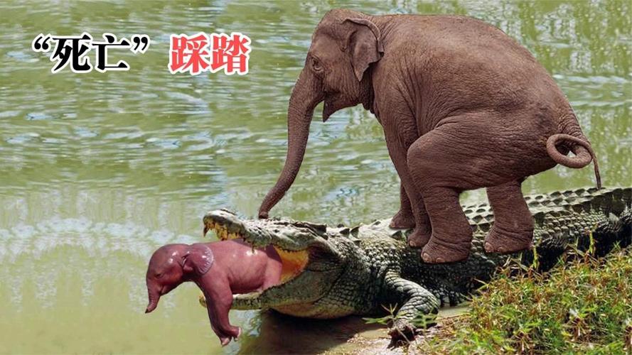巨鳄偷吃小象,下一秒象群暴怒回击,鳄鱼惨遭"践踏"