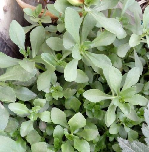 猪心草有什么功效?