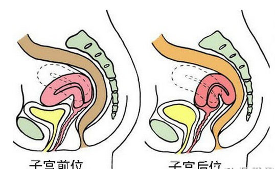 怀孕指南 正文    子宫前位不会对女性带来什么影响,子宫后位一般不会