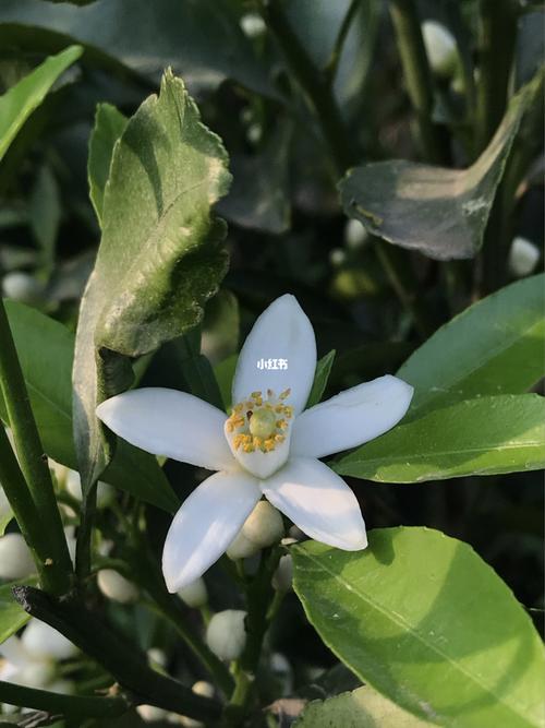橘子花果同树,你见过吗_橘子_水果_大爱水果季_美食
