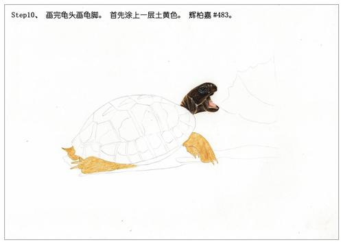 俗话说,千年的王八万年的龟.