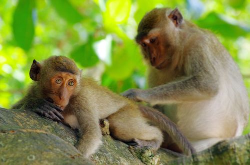 此处无声胜有声除了声音交流动物令人叹为观止的其他交流方式