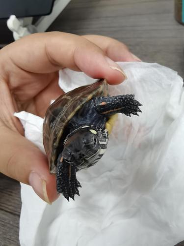 请问我家小乌龟脖子那边蜕一层薄薄的皮是怎么回事?正常还是腐皮!