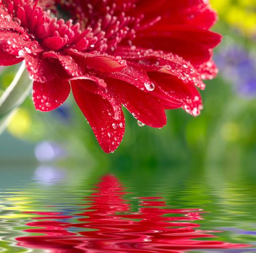水面上的花朵高清图片