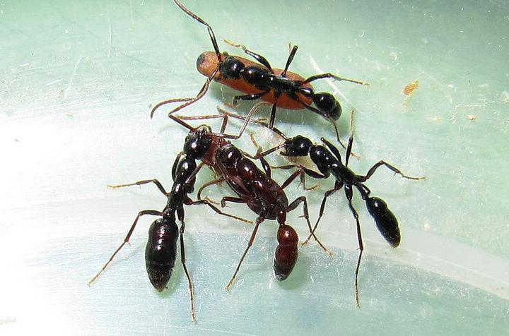 什么是行军蚁亚科