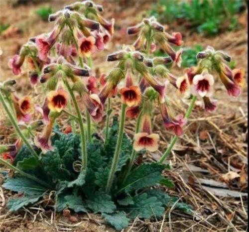 地黄是正式中名,别名还有生地,怀庆地黄(栽培)等等;在植物分类学中