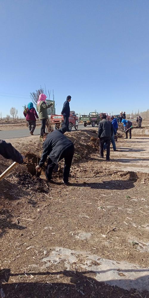 民勤县红沙梁镇花寨村积极开展义务植树活动