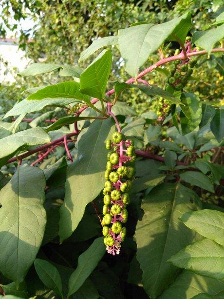 中草药名称大全及图片_360图片