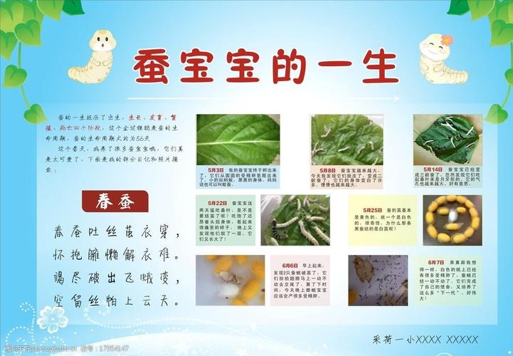 蚕宝宝的一生图片