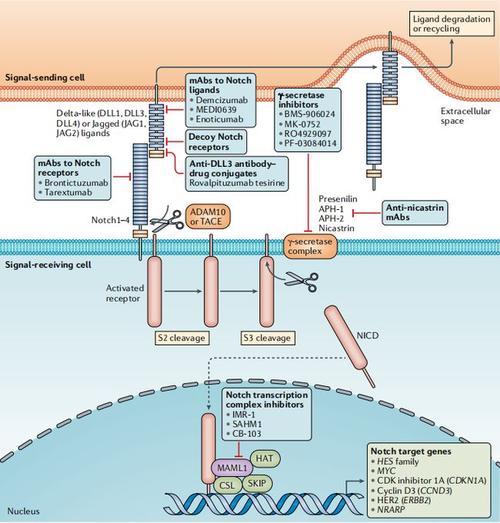 notch信号通路具有多样性和复杂性两方面的特征.