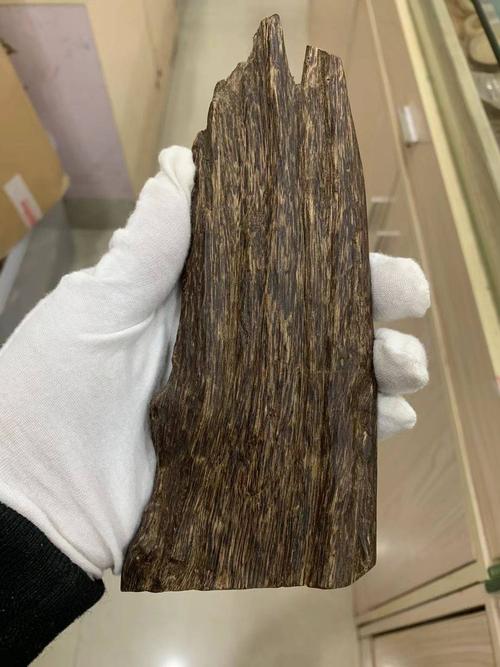 奇楠沉香树 沉香奇楠苗  奇楠苗  油叶子 金沙叶 糖结 紫琪 黑棋