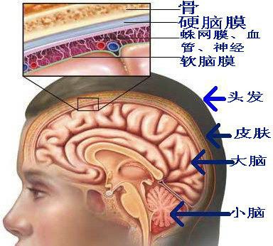 图示:人脑部的结构