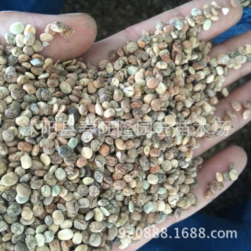 实体店批发鲁冰花种子 羽扇豆种子 优质羽扇豆种子批发 保证质量