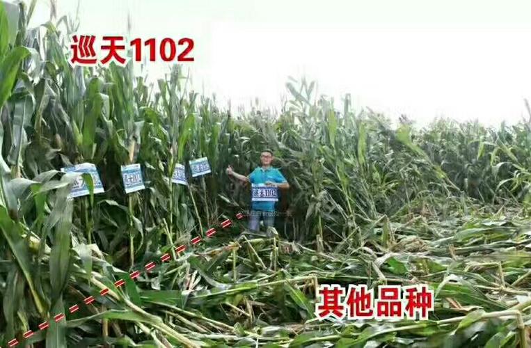 重磅推出黄淮海 东华北 西北三国审玉米新品种 巡天1102为中国玉米