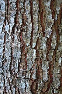 树皮贴图