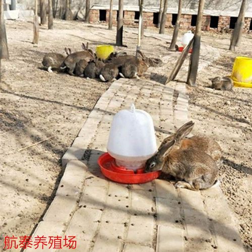2018年山西长治市养兔场之养兔前景