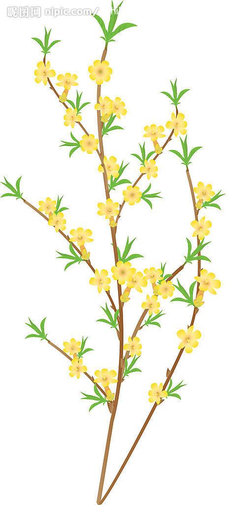 迎春花简笔画儿童