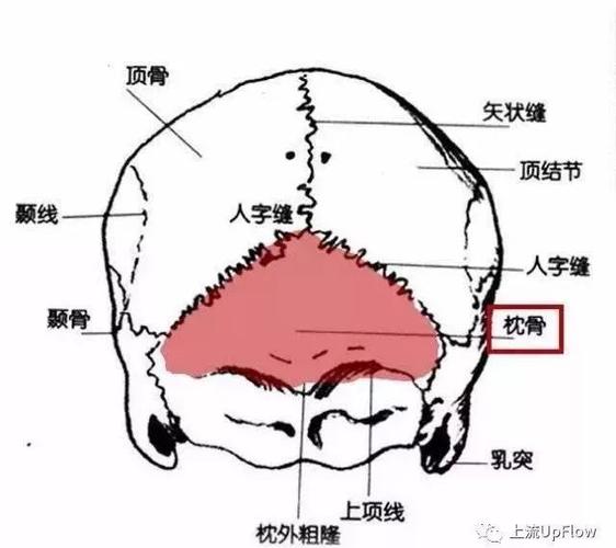 小孩儿睡进去只能仰卧,时间一久,后脑自然扁平.