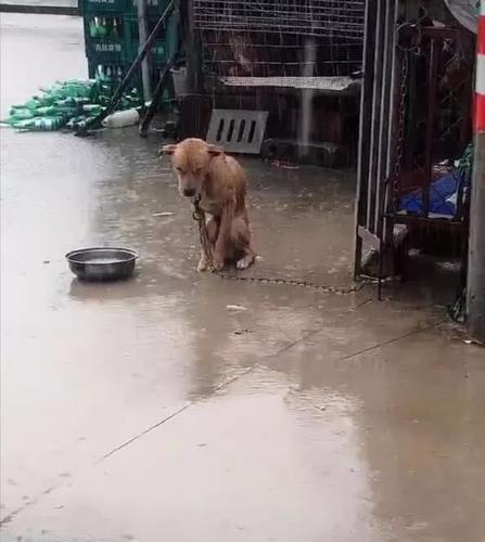 可怜:瓢泼大雨下,有一只被大铁链子拴着的狗