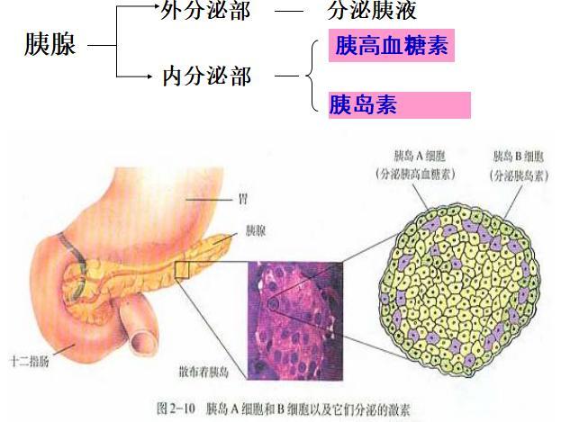 内分泌和外分泌有何不同?图文让你一目了然