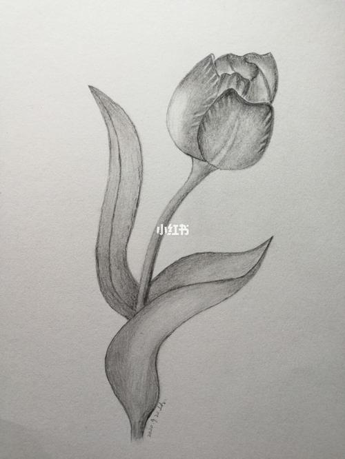 我的彩铅画67——素描花儿_素描_彩铅_睡莲_文化_绘画