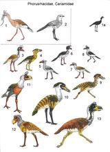 鸟  界  动物界  门  脊索动物门  纲  鸟纲  目  鹤形目  科  骇鸟科