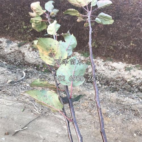 大红荣苹果苗出售价格 万泽苗木 苹果树苗基地