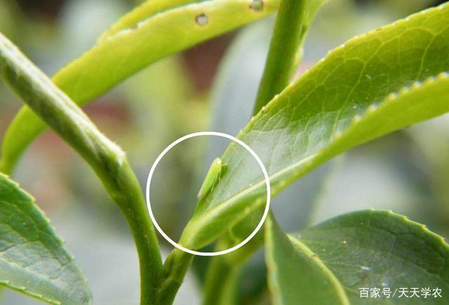 茶小绿叶蝉 来源:网络