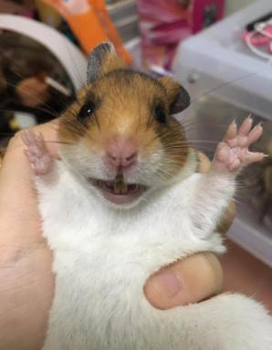 宠物鼠第一次带头套,表情哀怨双爪举高努力推开头套:你快放开我