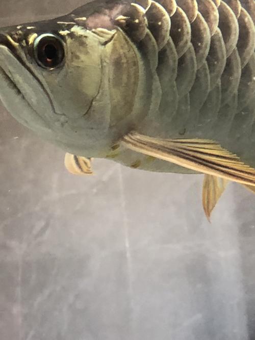 大神们帮看看这龙鱼鳞片长寄生虫?