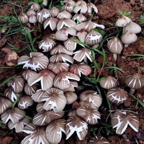 鸡纵菌种子伞把菇三塔菌荔枝菌云南食用菌人工种植菌种包家庭菌棒盆栽