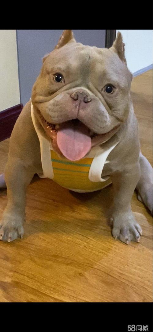 纯种美国恶霸犬微体对外招妻