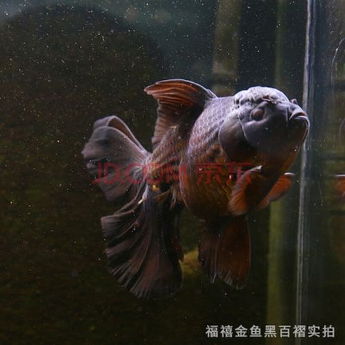 精品黑泰狮红泰狮百褶金鱼活体冷水观赏鱼好养活鱼蝶尾小鱼苗 9-10cm