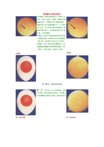 鸡蛋孵化过程发育图片.doc