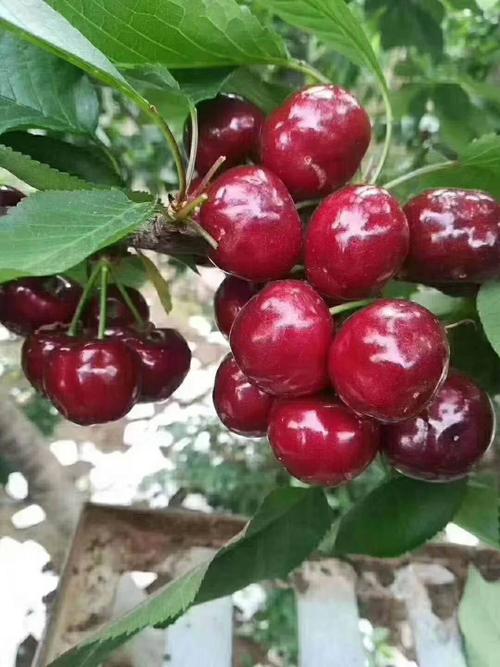 四川汉源大樱桃车厘子大果汉源新鲜甜水果