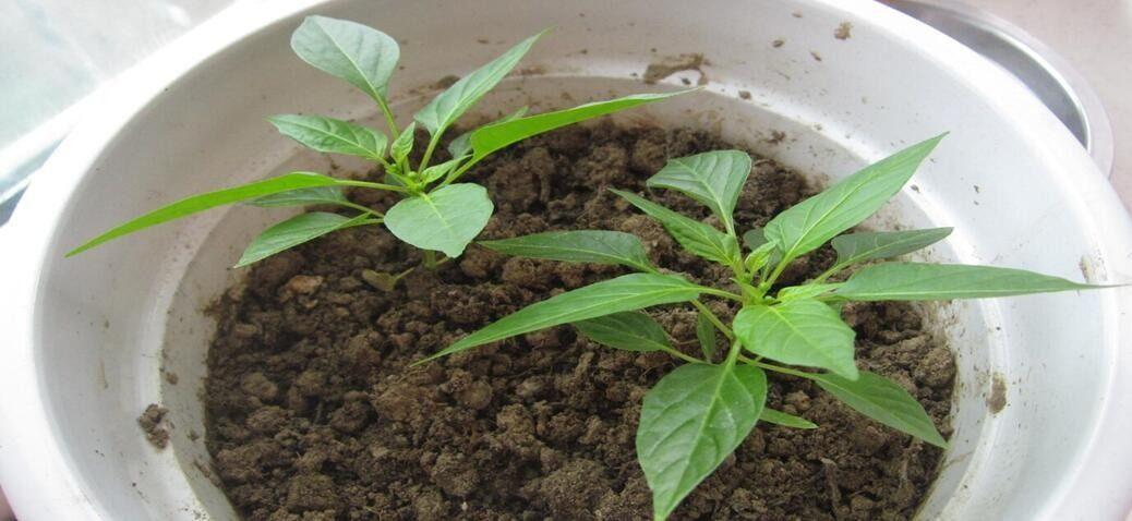 五彩椒种植记录