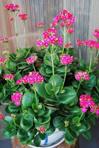 长寿花 景天科伽蓝菜属 别名:矮生伽蓝菜,圣诞伽蓝菜,寿星花 花语