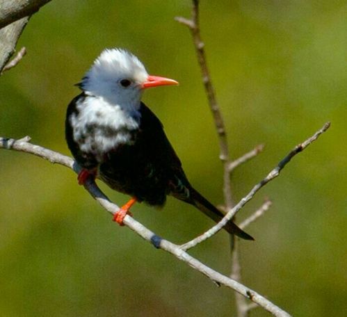 摄影 小鸟栖丛——学友摄影作品之五 白尾雕 白头鹎 红耳鹎 太阳鸟