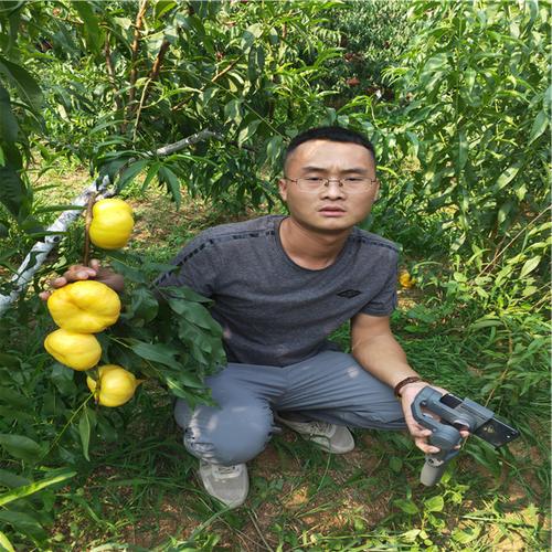 套袋金苹美油蟠桃特性